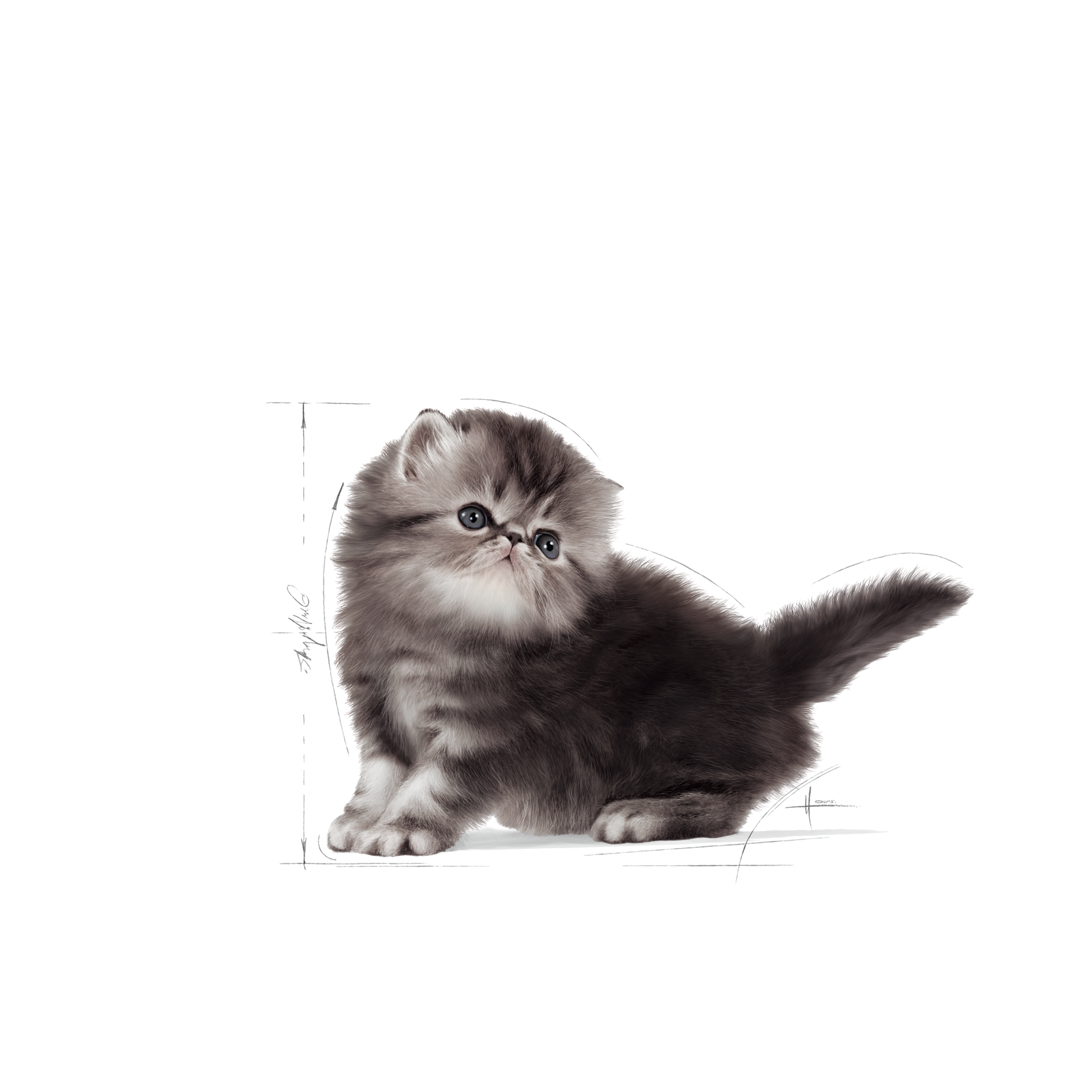 Royal Canin Persian Kitten 2 kg för kattungar