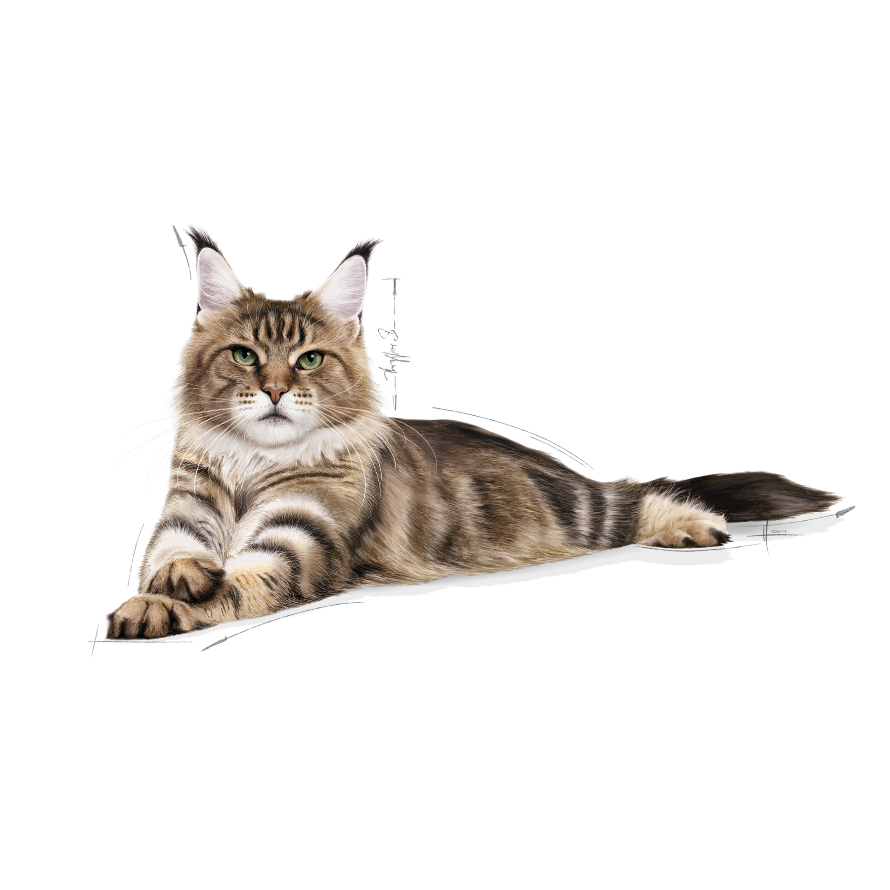 Royal Canin Maine Coon Adult 10 kg för katter