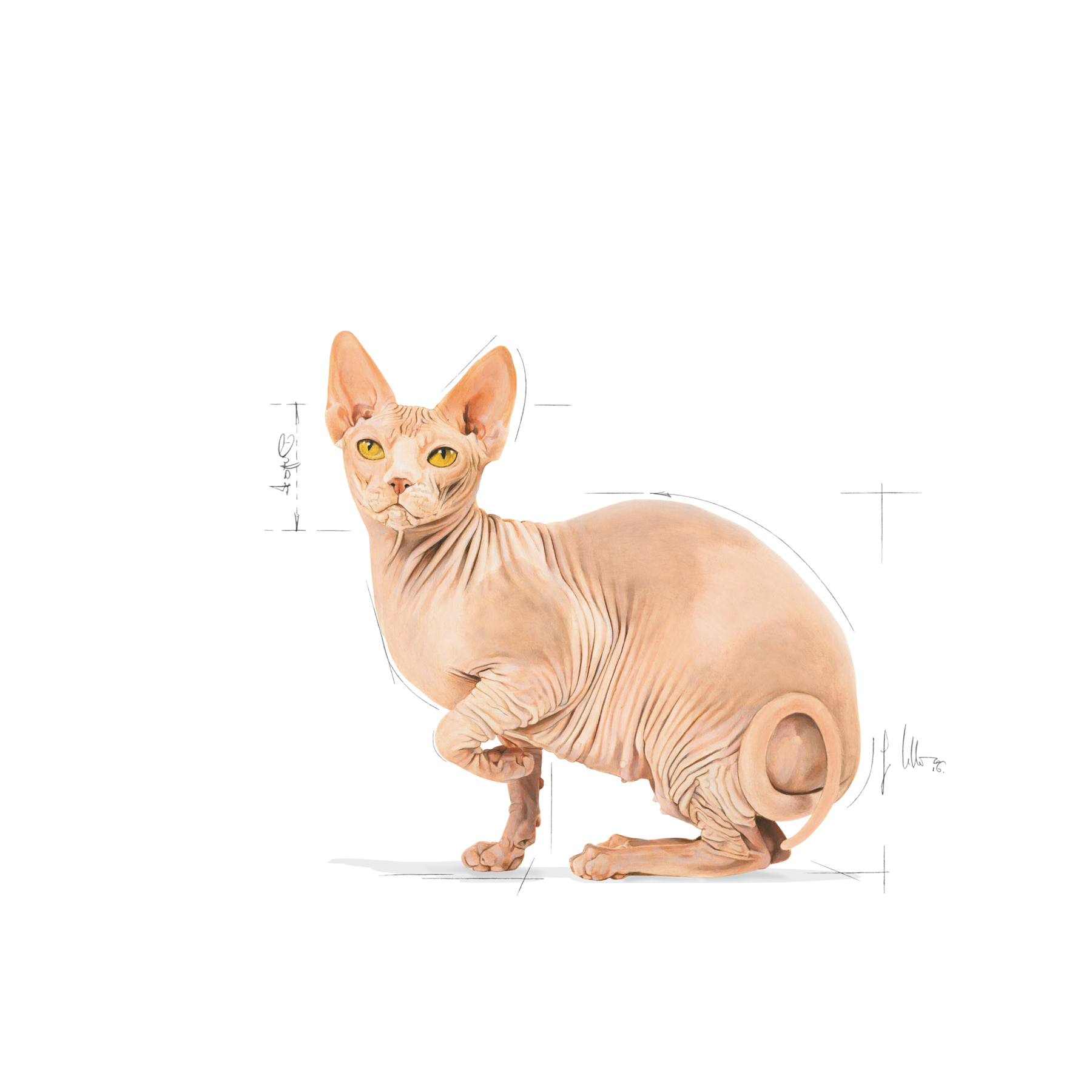 Royal Canin Sphynx Adult torrfoder för katter 2 kg