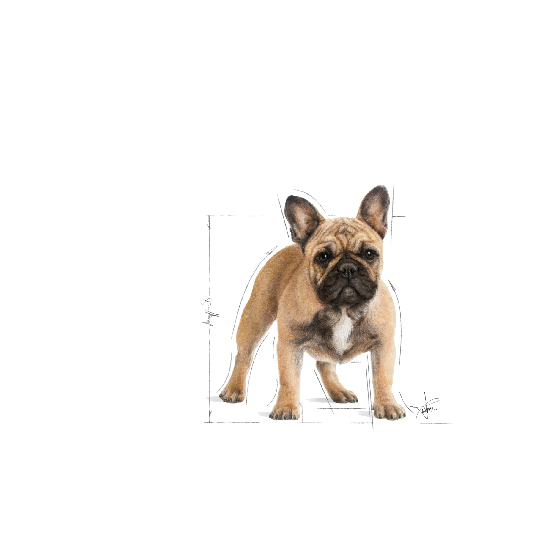 Royal Canin French Bulldog Adult torrfoder för hund 9 kg