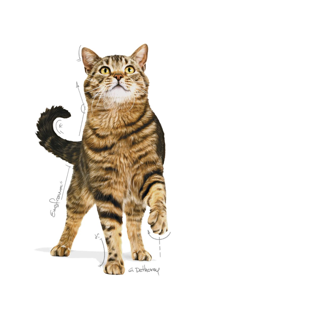 Royal Canin Appetite Control Care Kattmat 3,5 kg