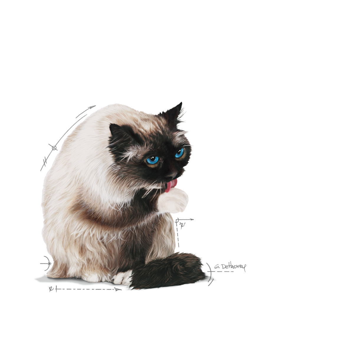 Royal Canin Hairball Care in Gravy märgtoit kassidele 12 x 85 g MULTIPAKK