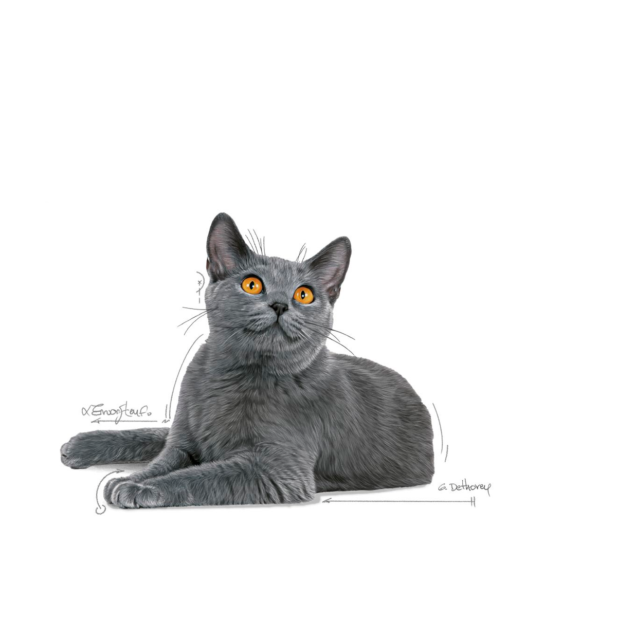 Royal Canin Dental Care torrfoder 400 g för katter