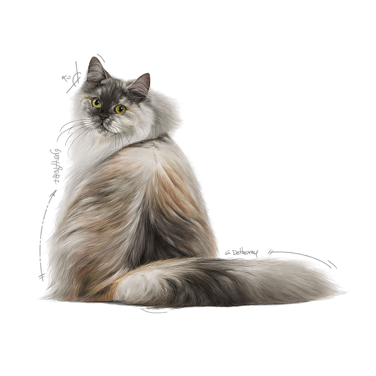 Royal Canin Hair & Skin Care Adult torrfoder för katt 10 kg