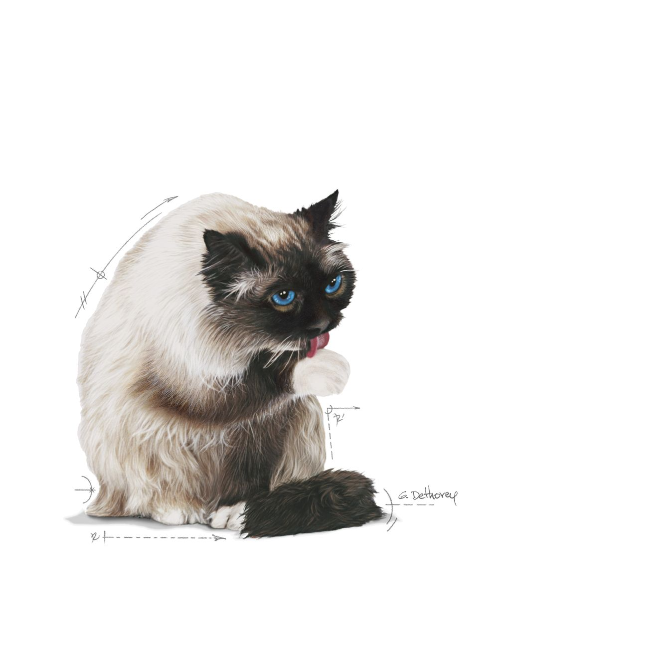 Royal Canin Hairball Care Torrfoder för katt 4 kg