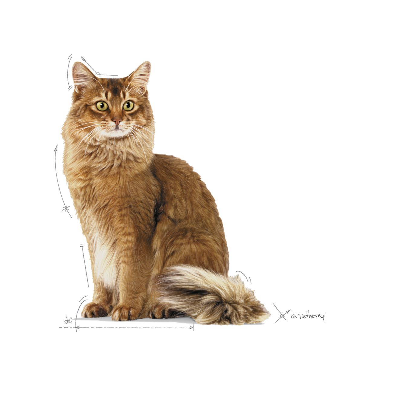 Royal Canin Light Weight Care Adult torrfoder för katt 1,5 kg
