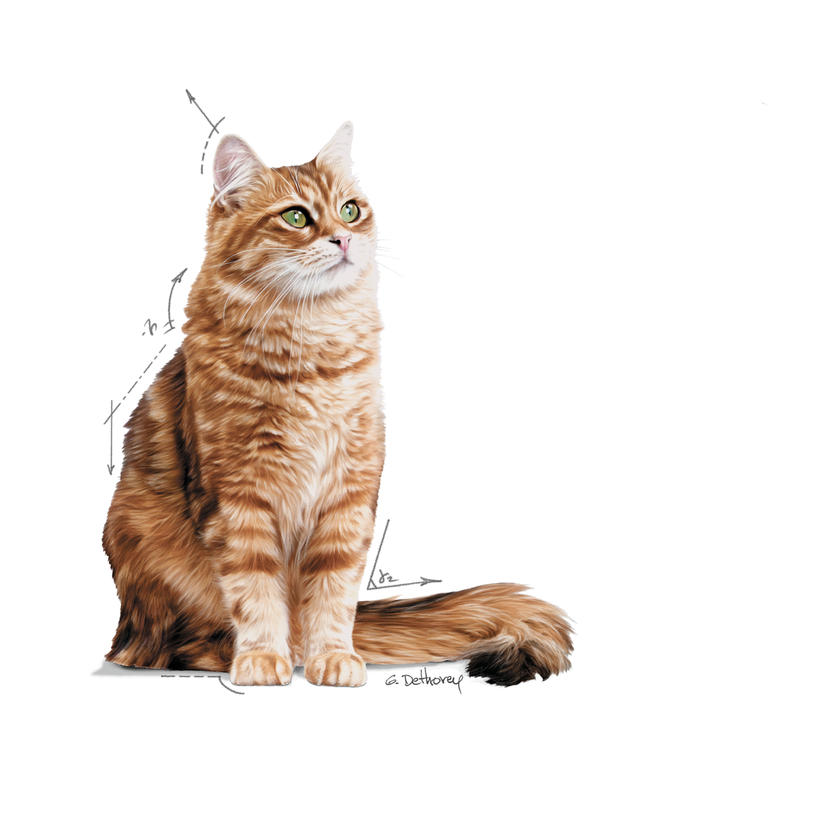 Royal Canin Digestive Care Gravy Adult wet food for cats 12x85 g