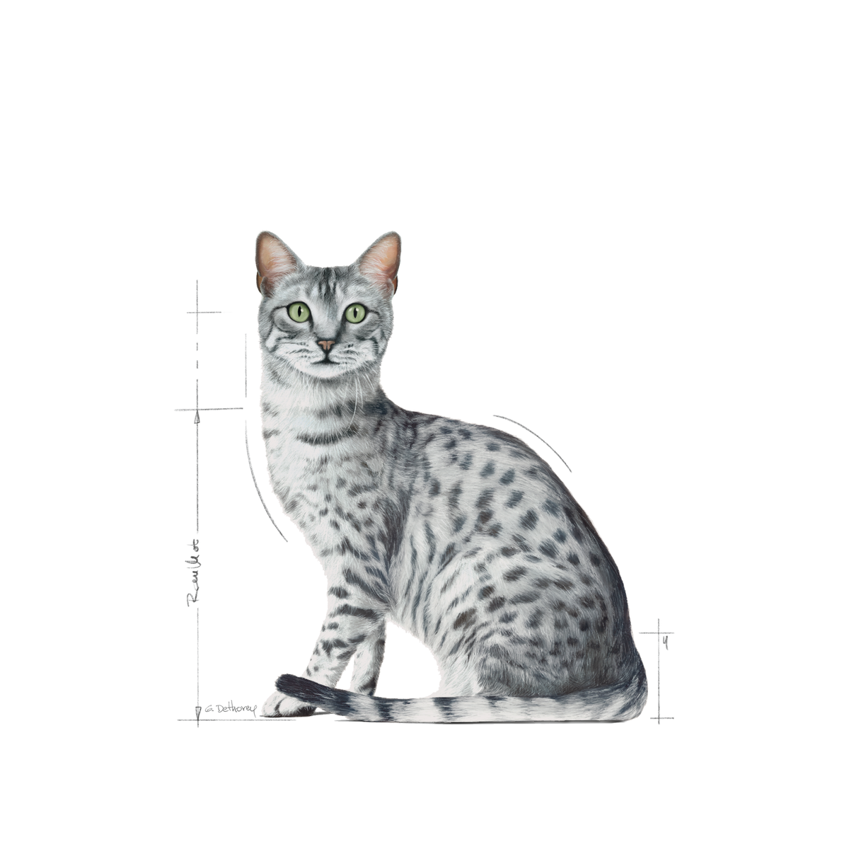 Royal Canin Indoor Sterilised Jelly våtfoder 12 x 85 g för katter