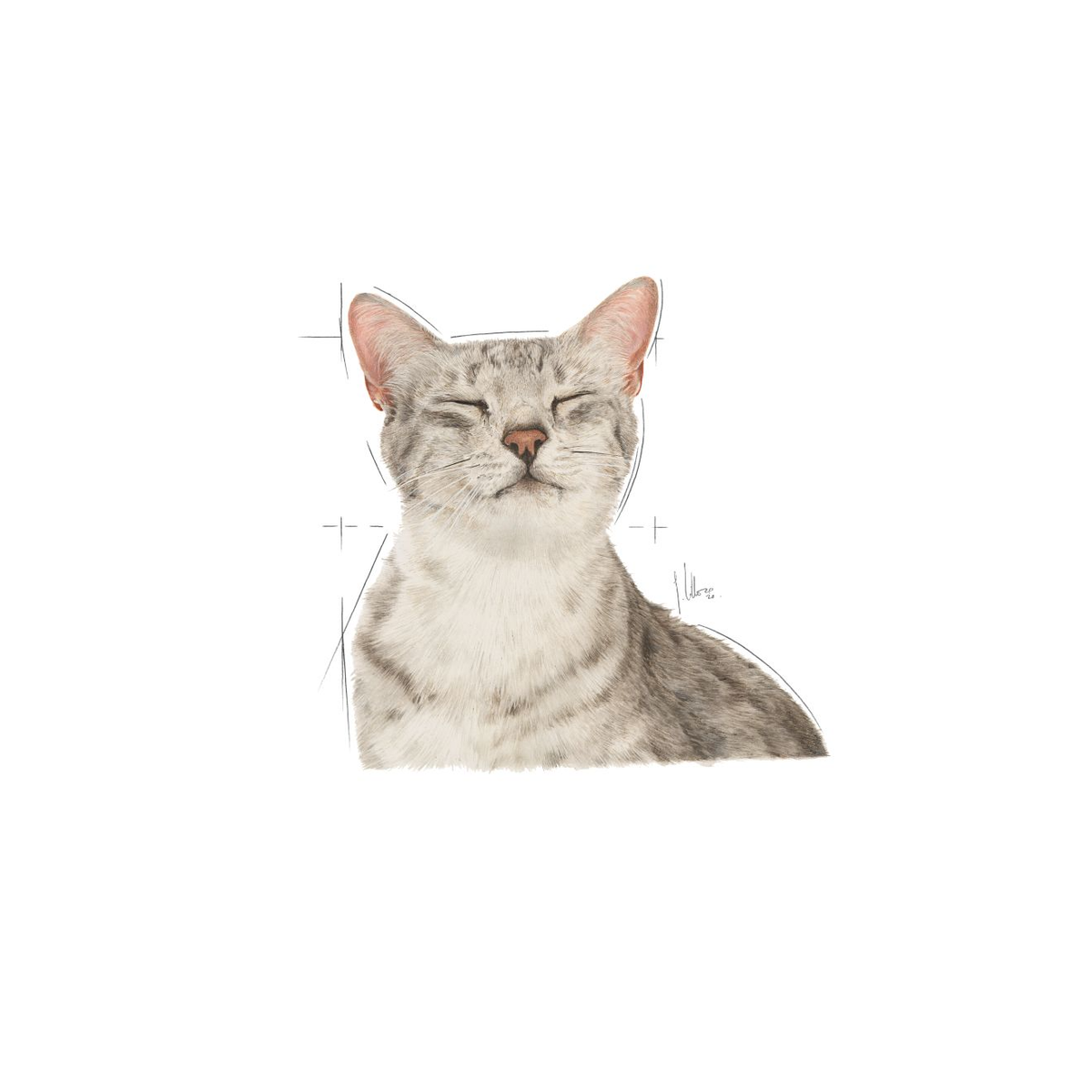 Royal Canin Sensory Feel Gravy katt 12 x 85 g