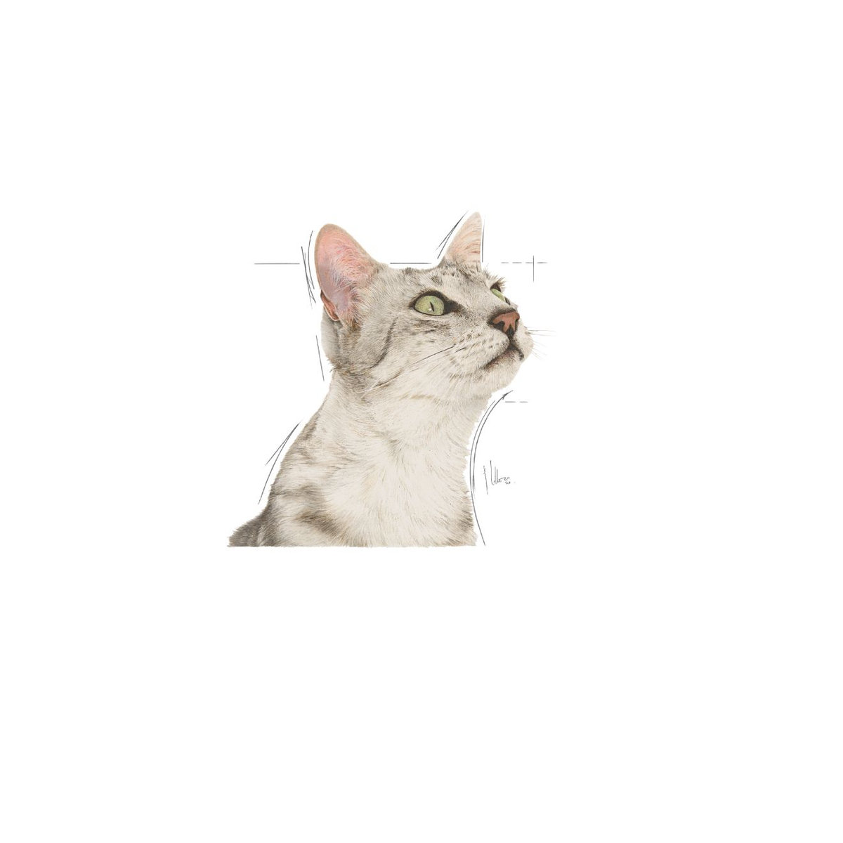 Royal Canin Sensory Smell Gravy katt 12 x 85 g