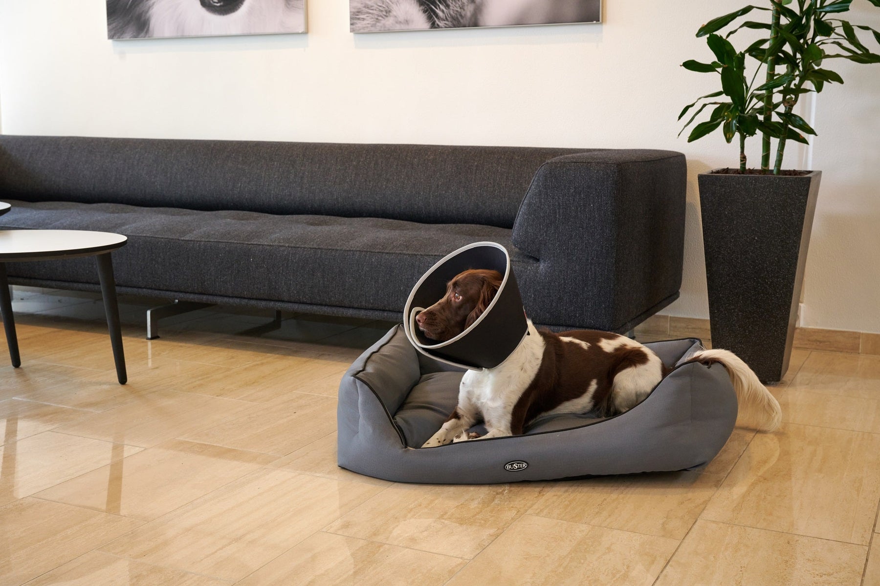 Buster Foam Hundkrage 25 cm