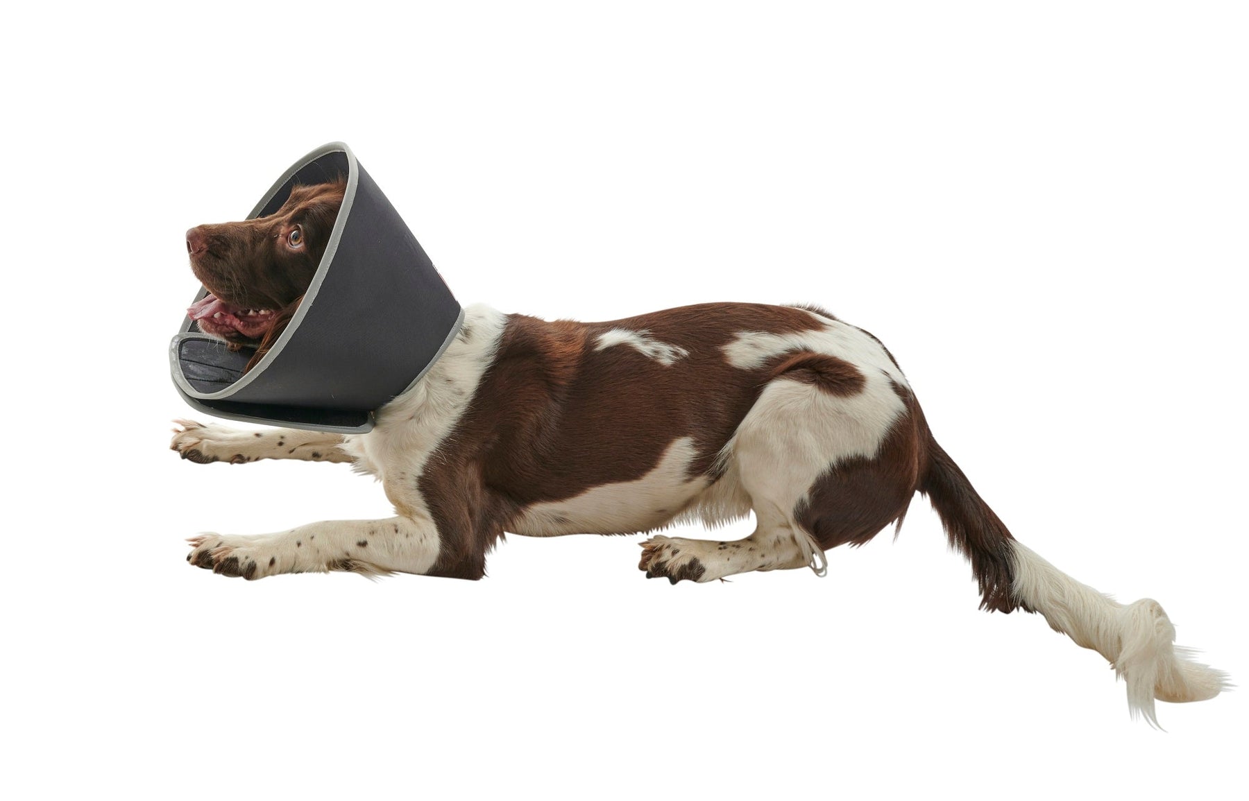 Buster Foam Hundkrage 25 cm