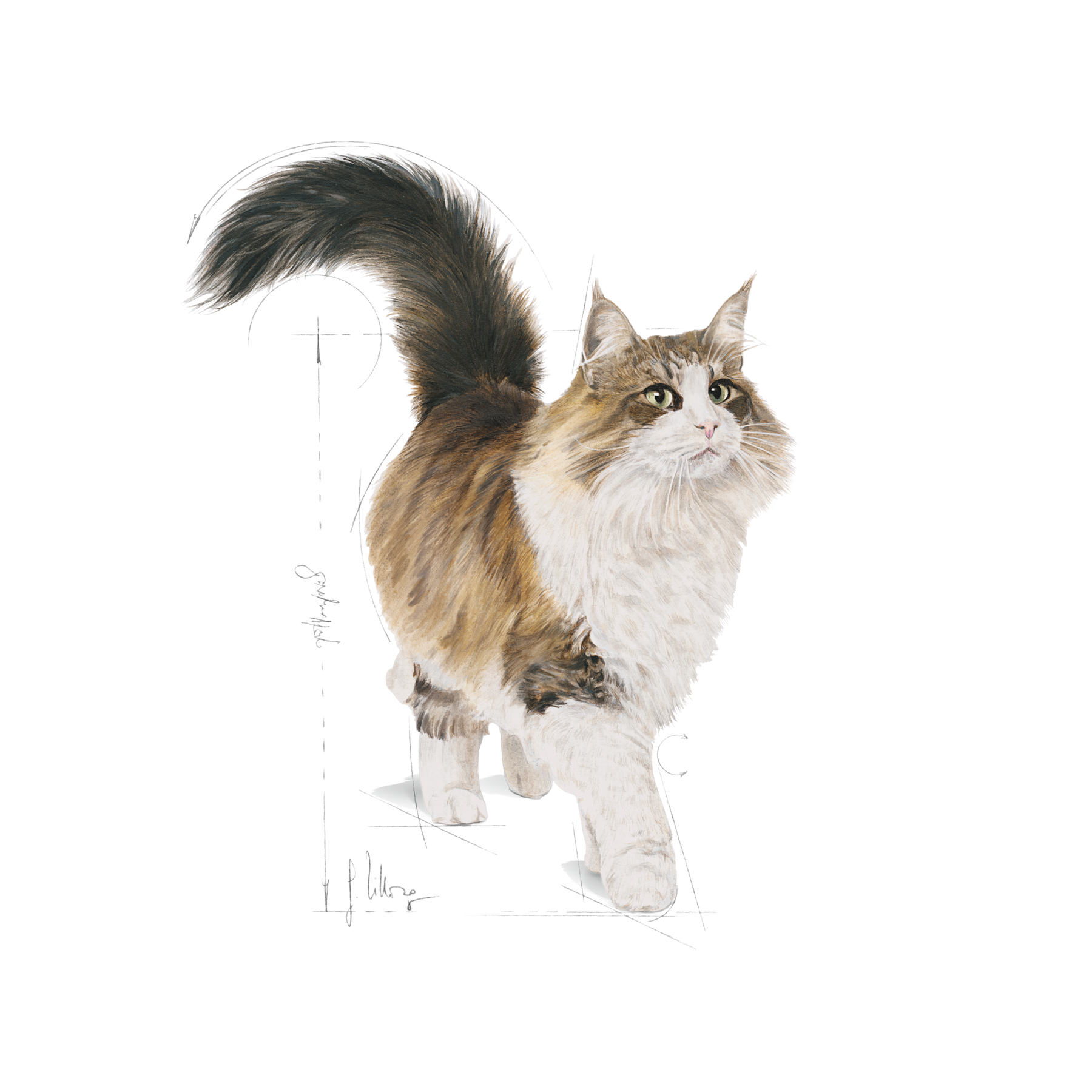 Royal Canin Instinctive Jelly Våtfoder för Katt 12 x 85 g