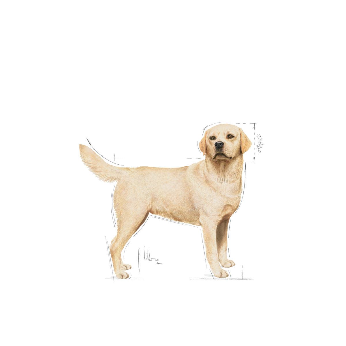 Royal Canin Labrador Retriever Adult 12 kg för hundar