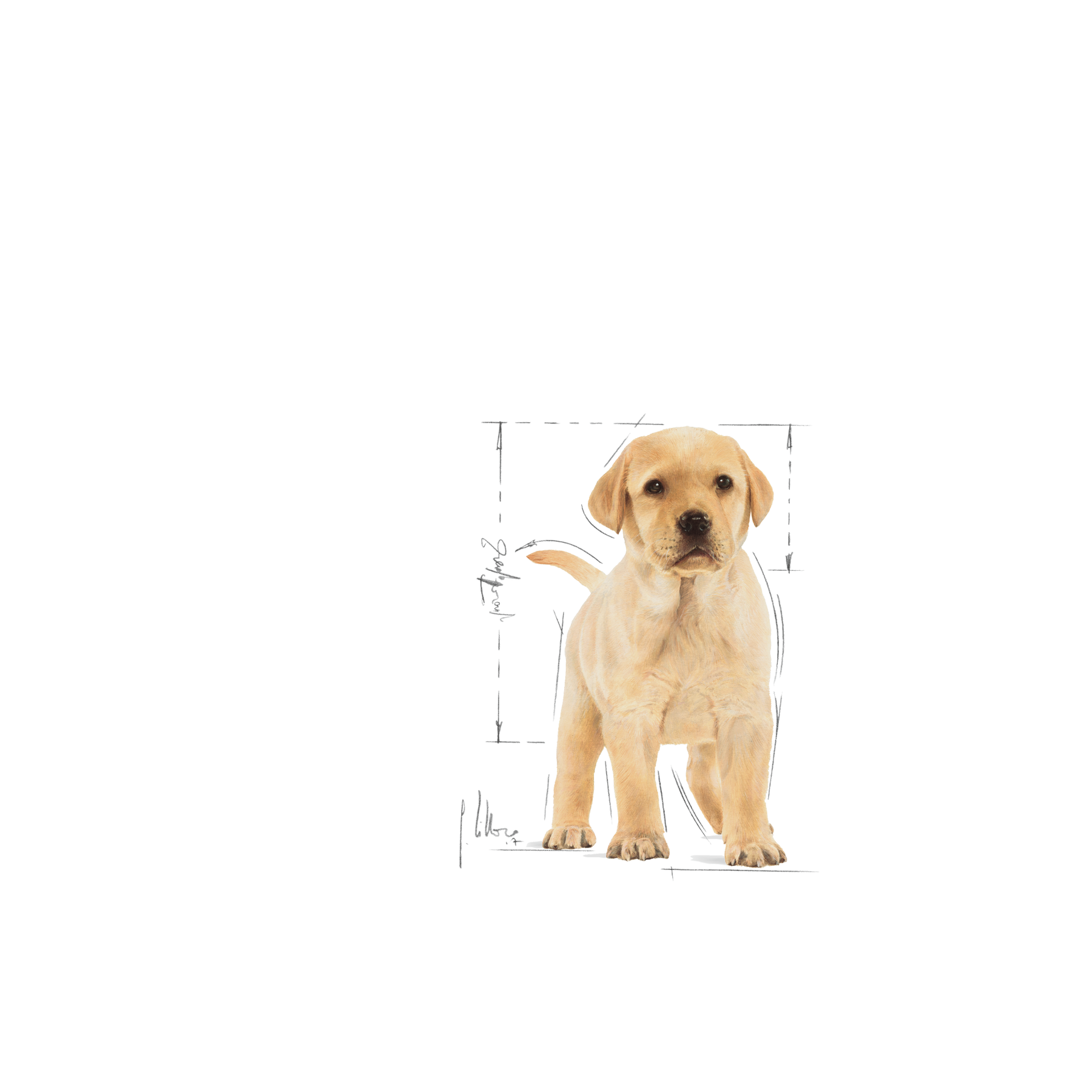 Royal Canin Labrador Retriever Puppy dry food for puppies 12 kg