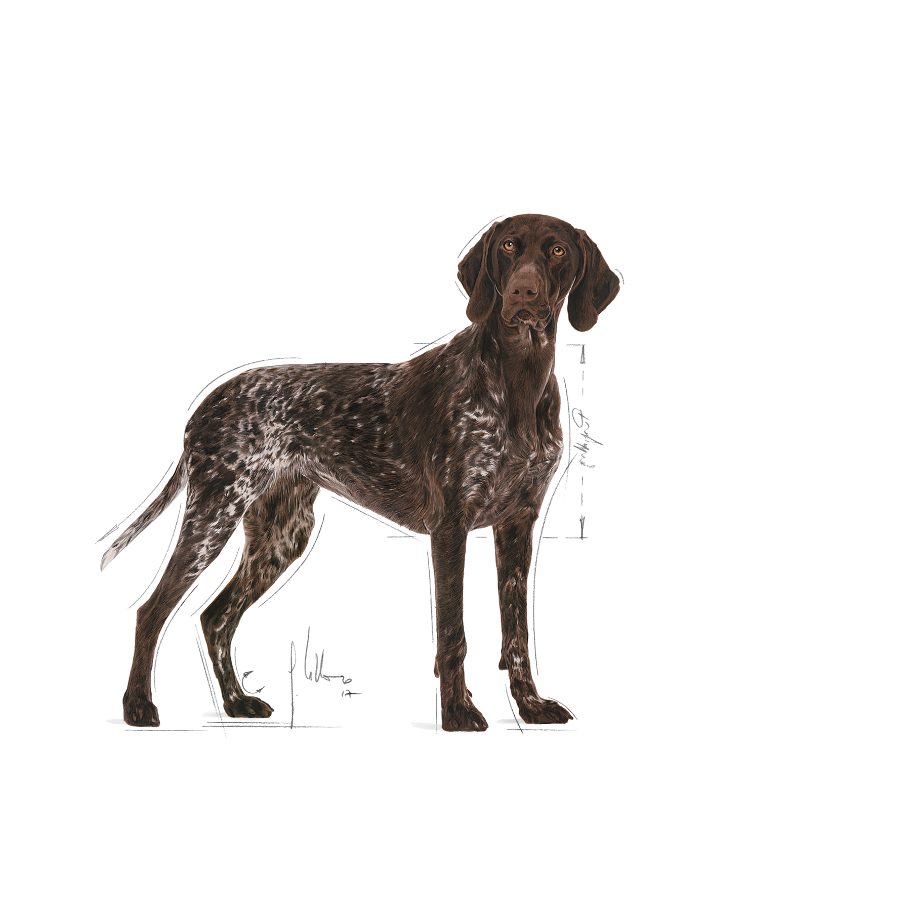 Royal Canin Digestive Care Maxi Torrfoder Hund 12 kg