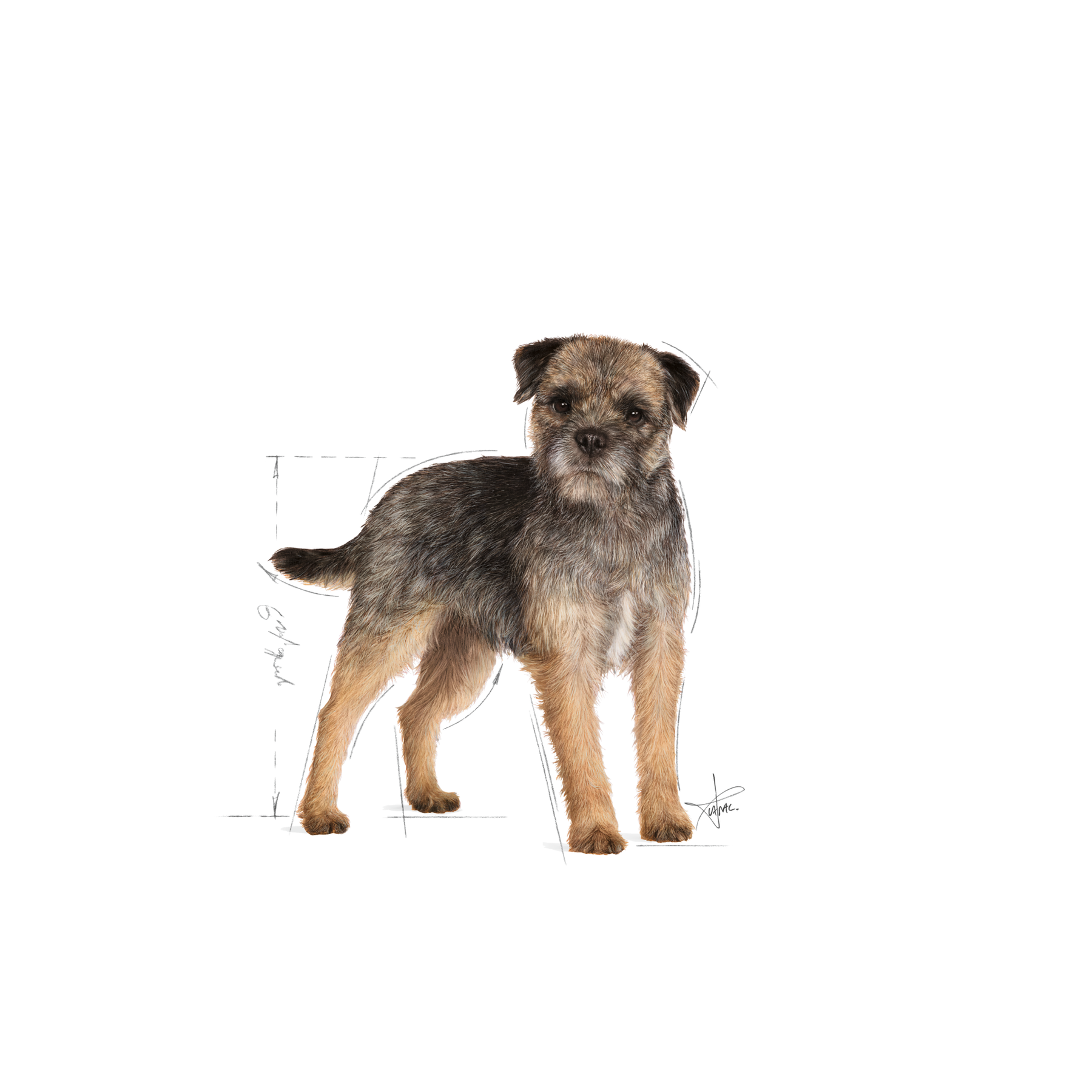 Royal Canin Sterilised Mini Dog 8 kg