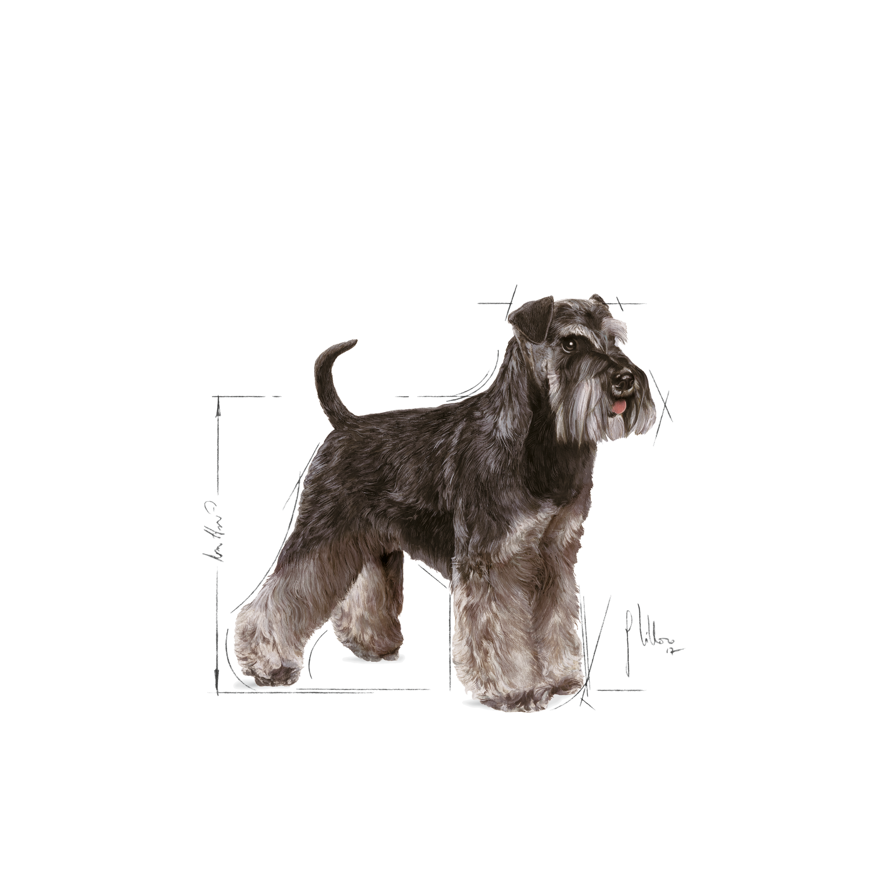 Royal Canin Miniature Schnauzer Adult 3 kg för hundar