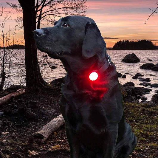 Orbiloc Dog Dual säkerhetslampa röd