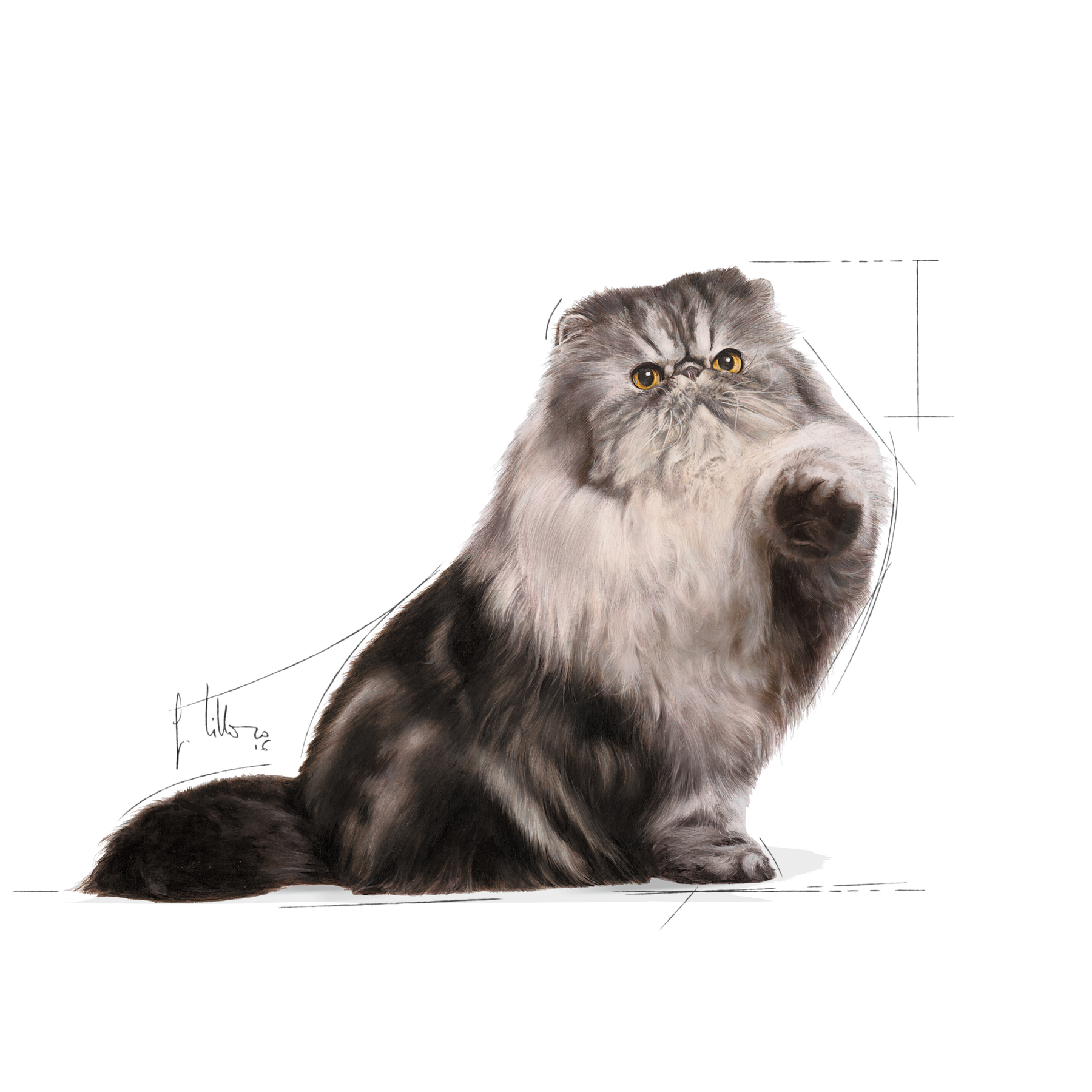 Royal Canin Persian Adult 12 x 85 g för katter