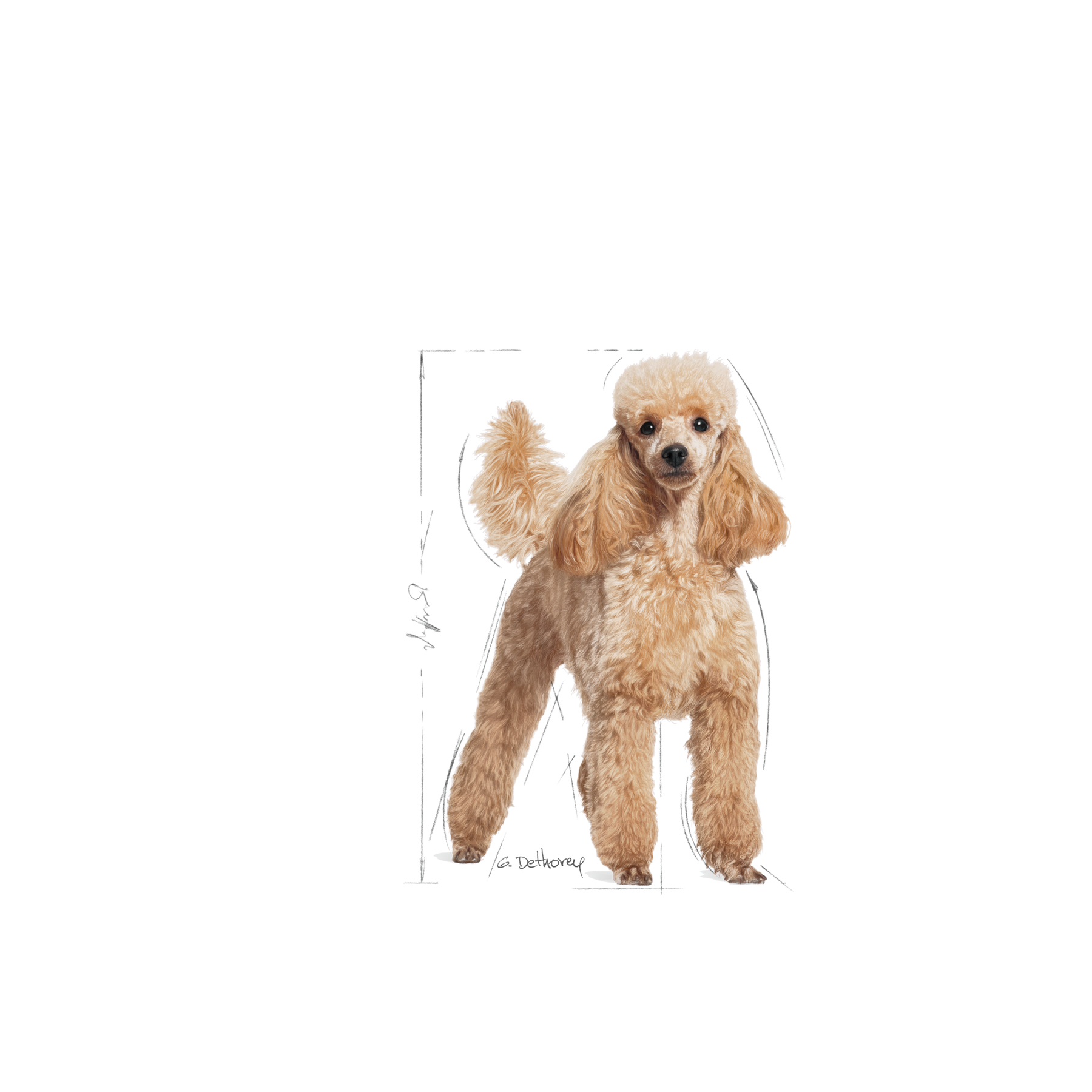 Royal Canin Poodle Adult 1,5 kg för hundar