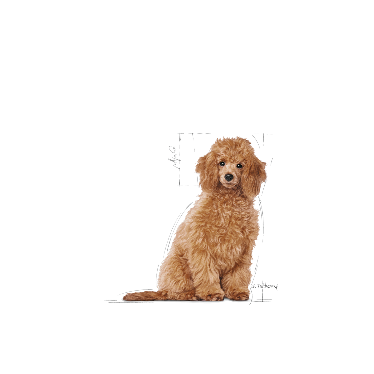 Royal Canin Poodle Puppy dry food for puppies 3 kg