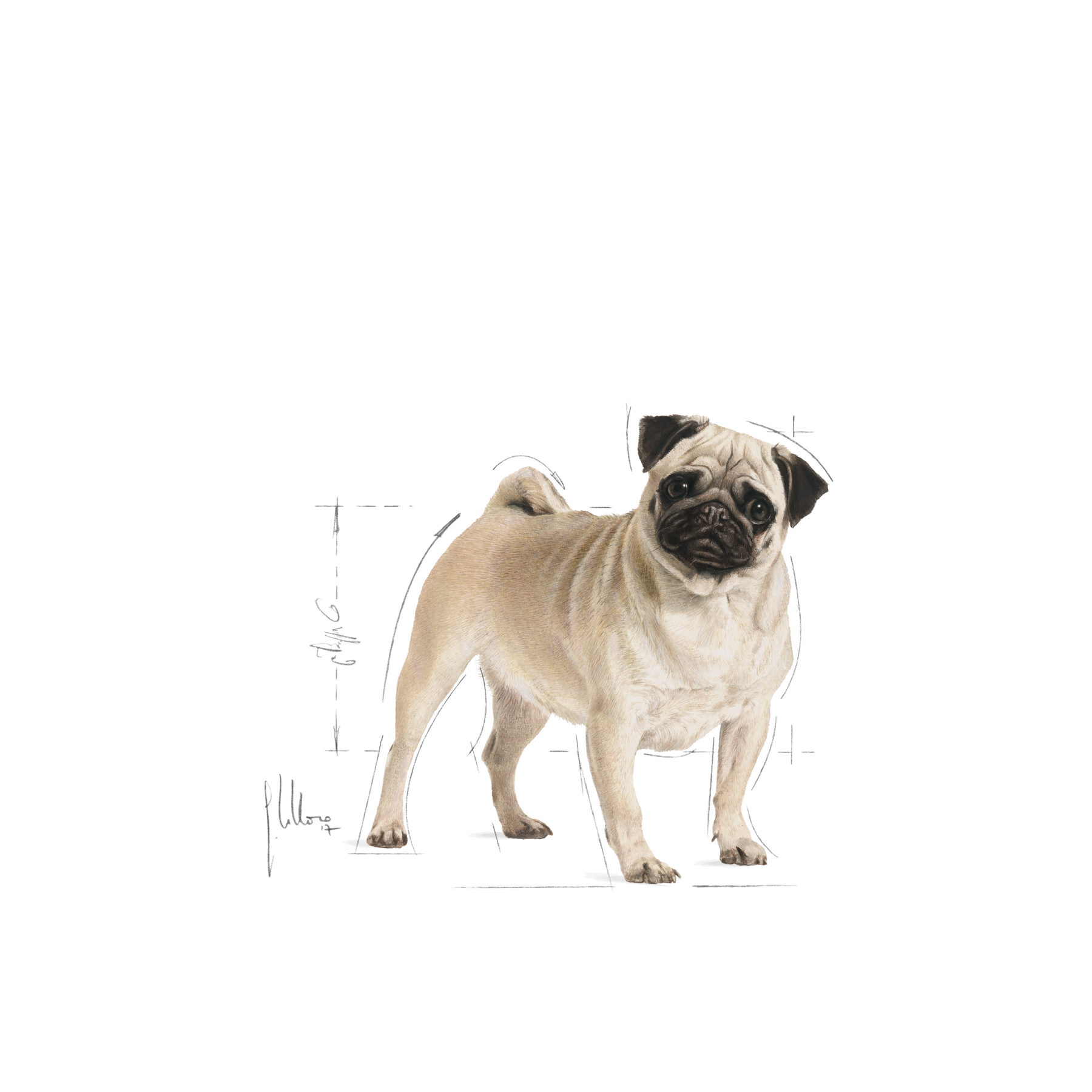 Royal Canin Pug Adult torrfoder för hund 7,5 kg