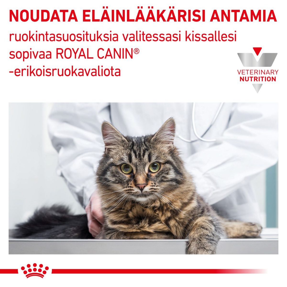 Royal Canin Veterinary Diets Vital Early Renal wet food for cats 12 x 85 g