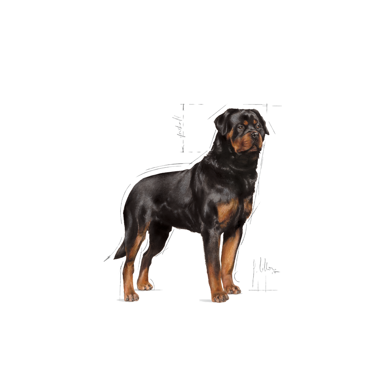 Royal Canin Rottweiler Adult dry food for dogs 12 kg