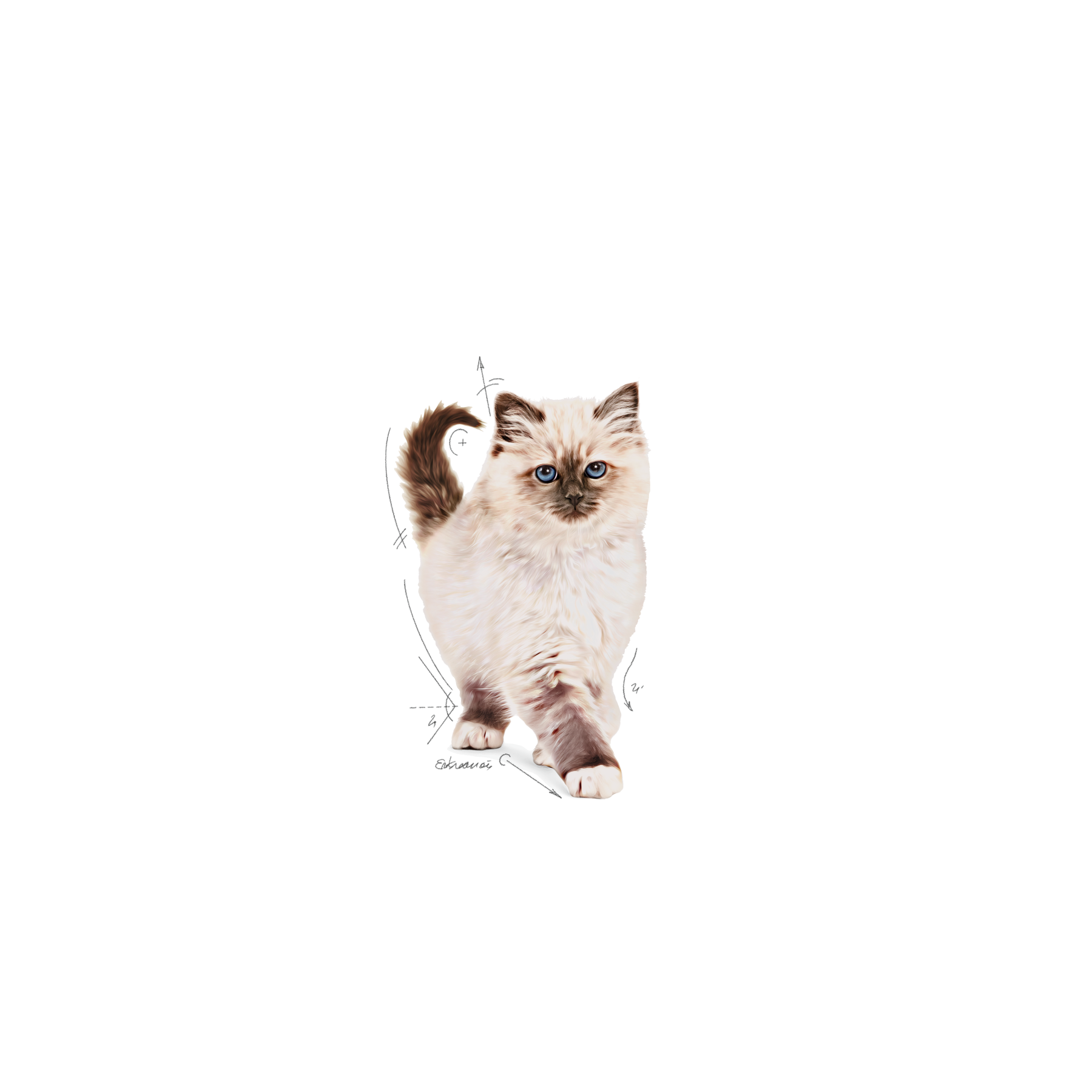 Royal Canin Kitten 4 kg för katter