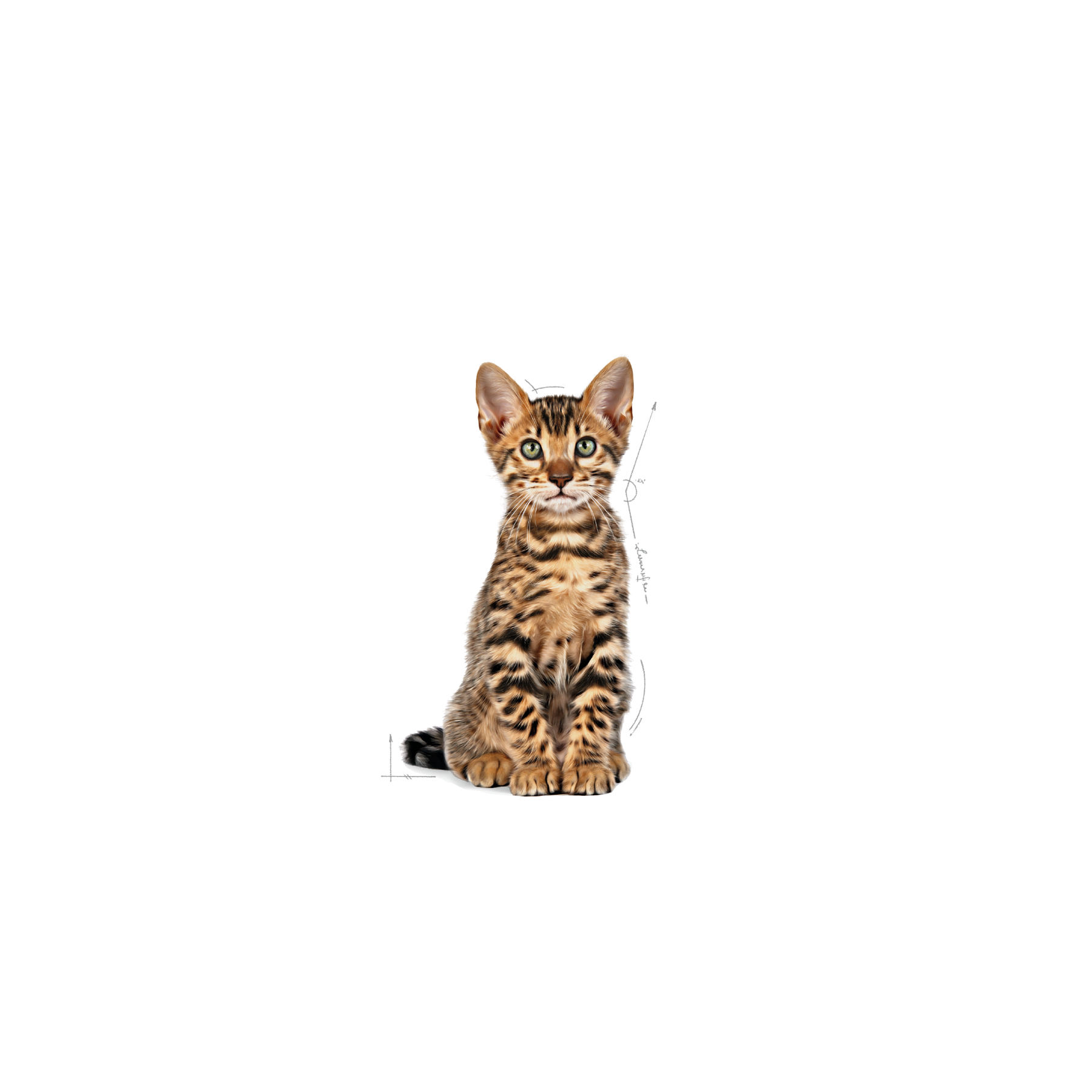 Royal Canin Kitten Sterilised 2 kg för kattungar