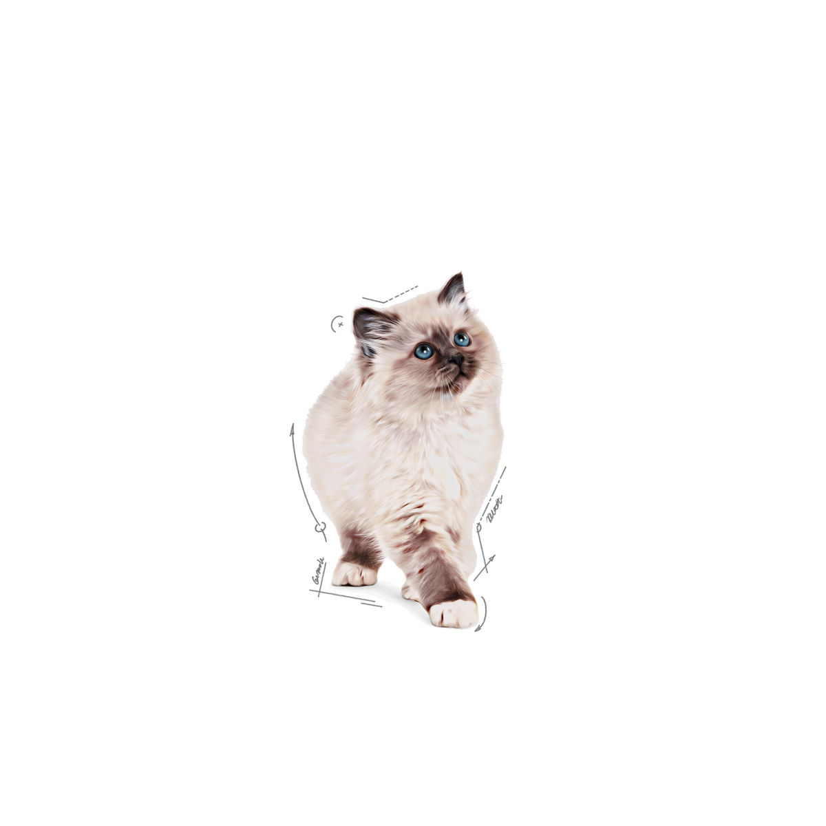 Royal Canin Kitten kastmes märgtoit kassipoegadele 12 x 85 g MULTIPAKK