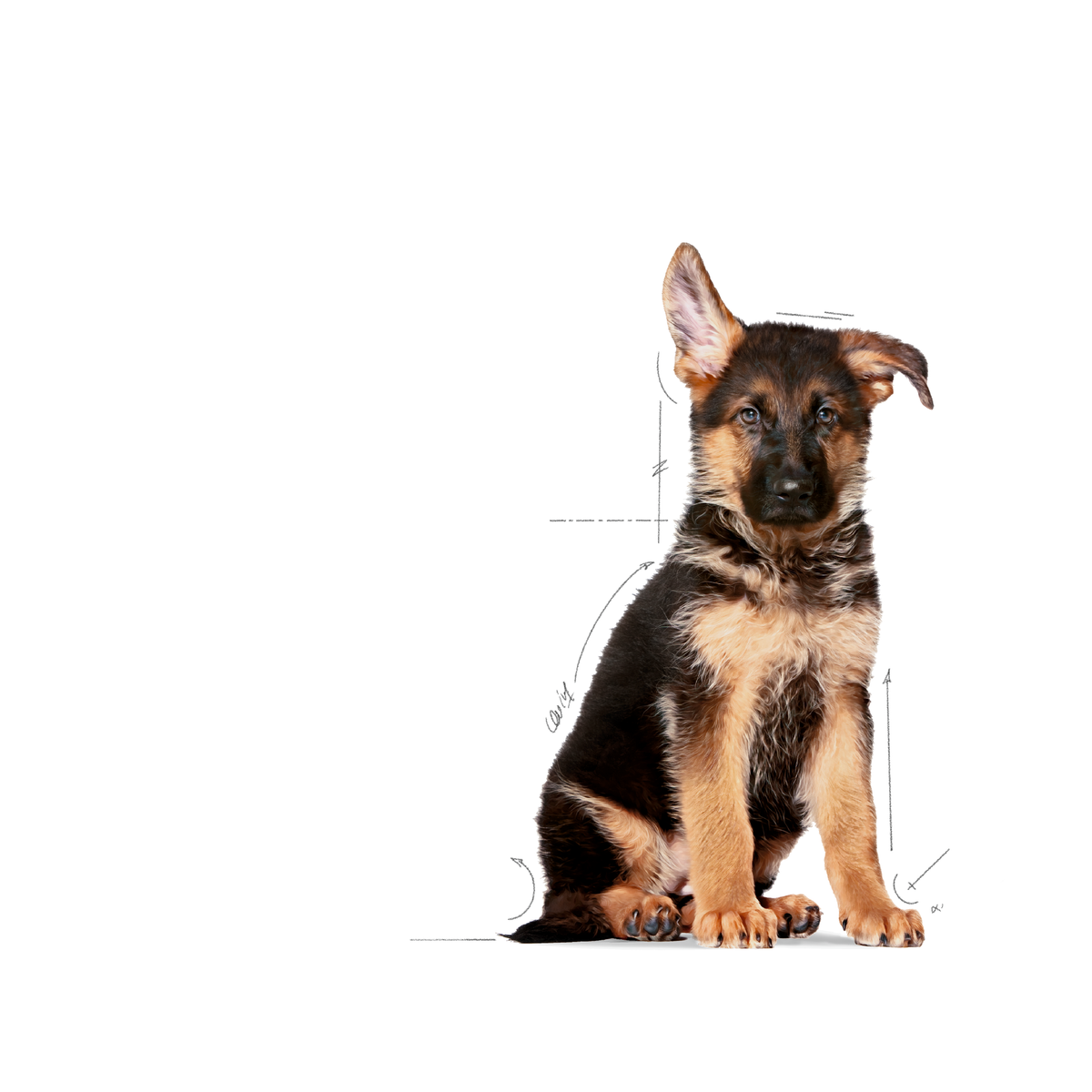 Royal Canin Maxi Puppy