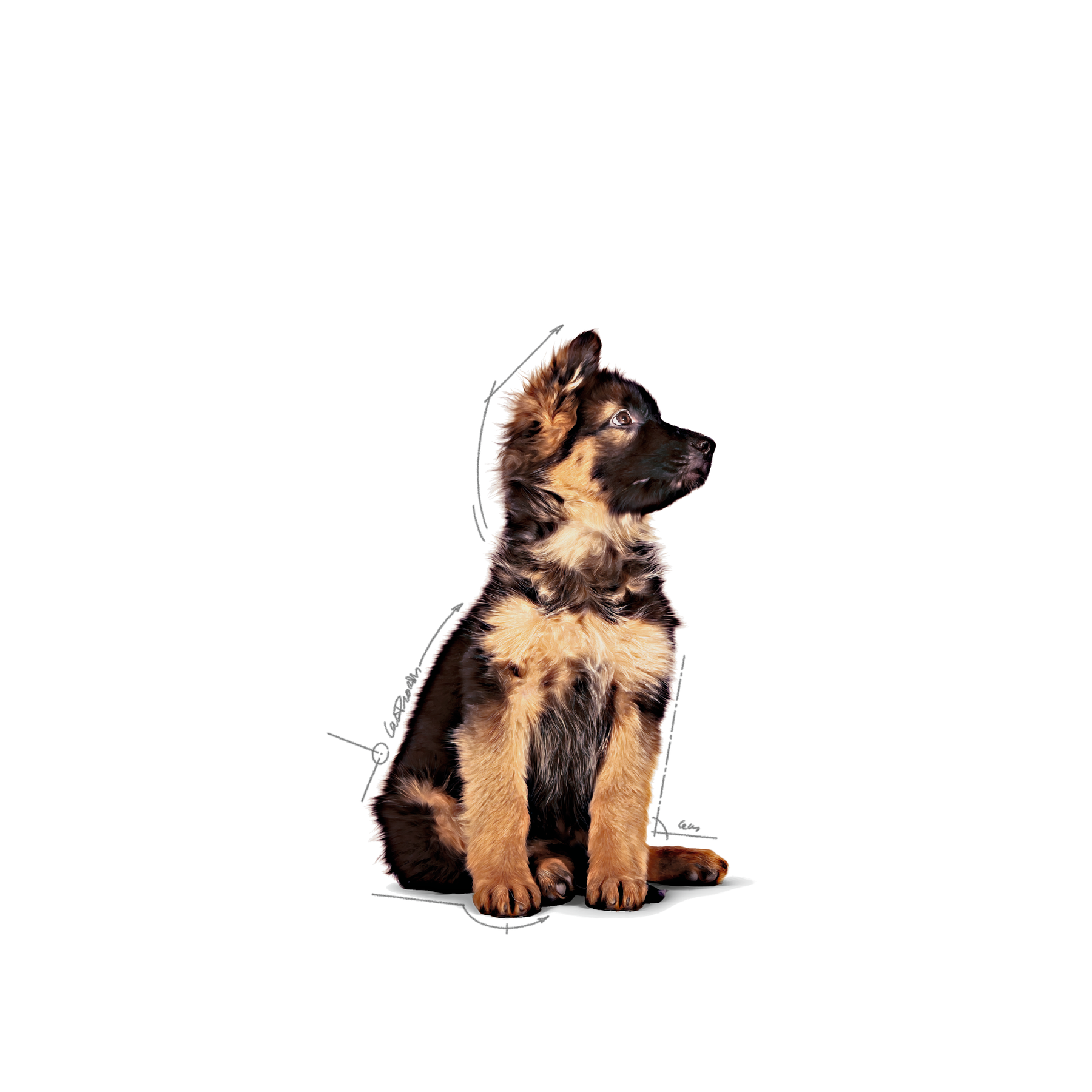 Royal Canin Maxi Puppy Gravy våtfoder för hundvalp 10 x 140 g