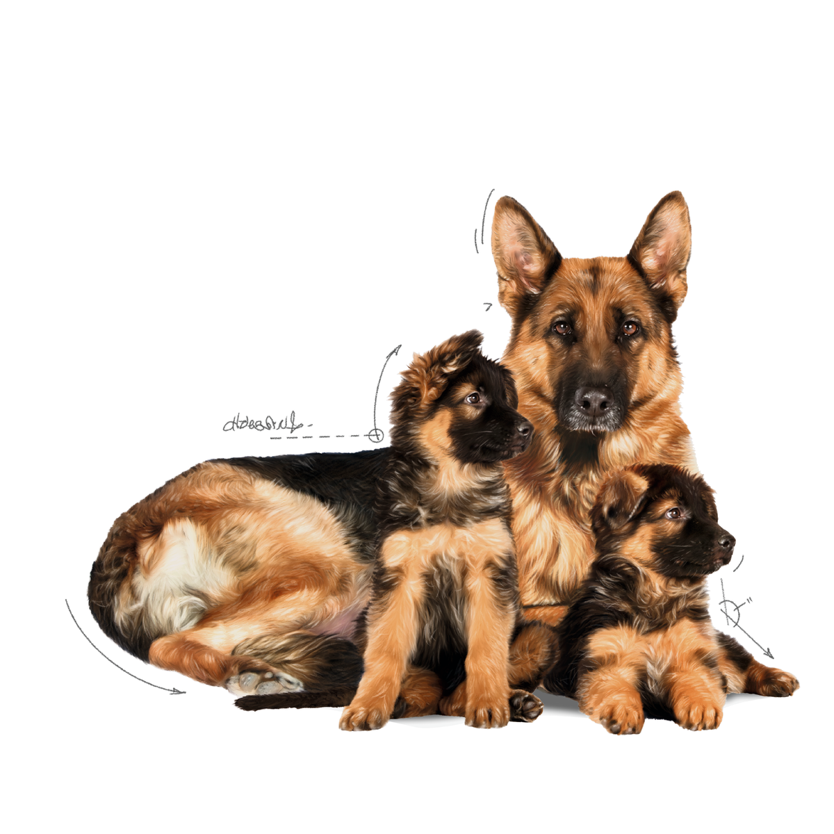 Royal Canin Maxi Starter dry food for dogs and puppies 15 kg