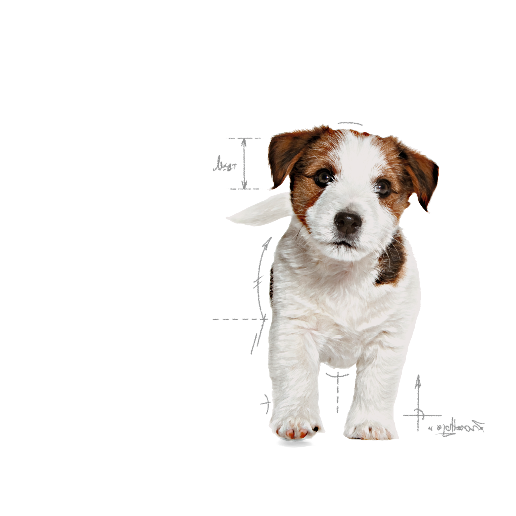 Royal Canin Mini Puppy dry food for puppies 2 kg