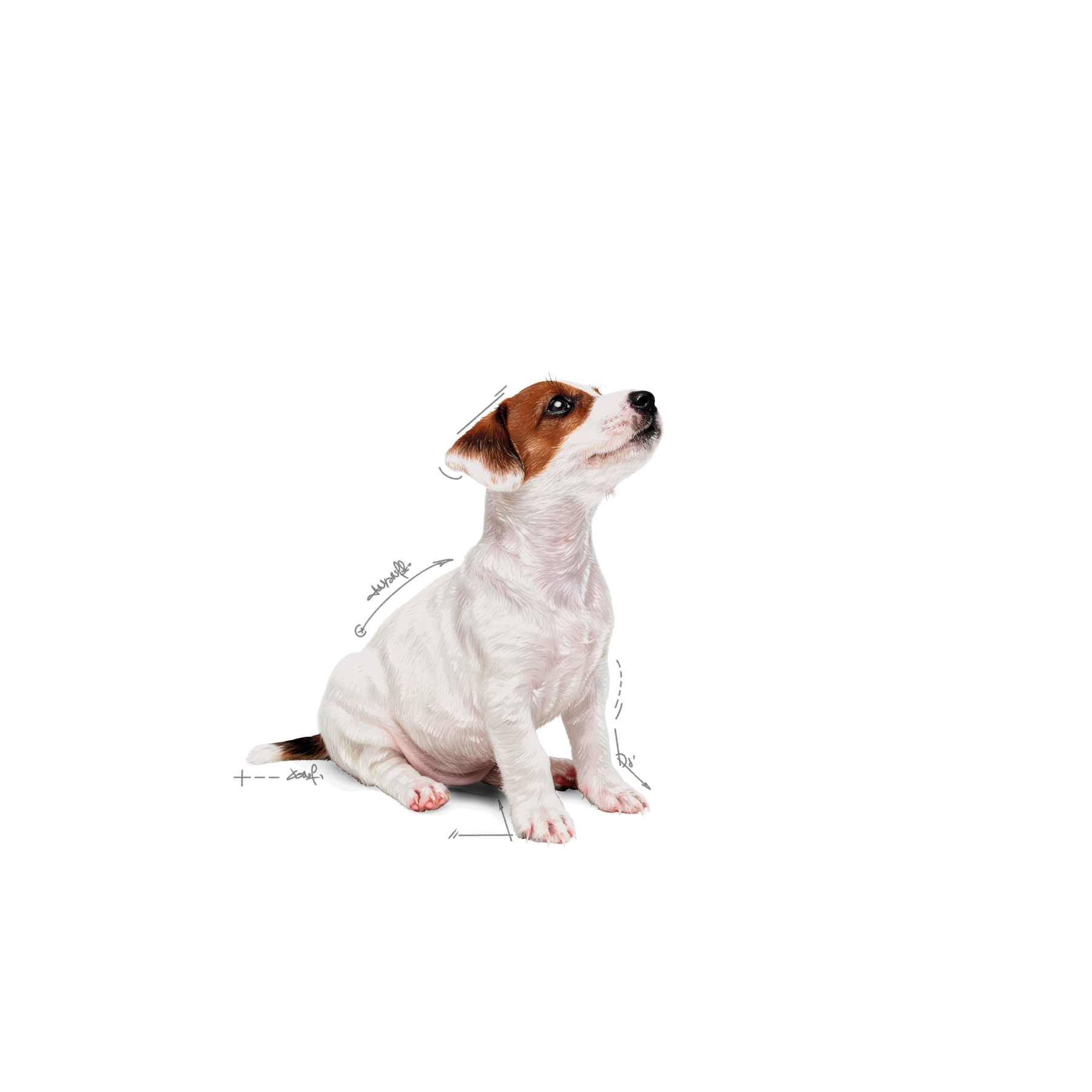 Royal Canin Mini Puppy våtfoder för hundvalp 12 x 85 g