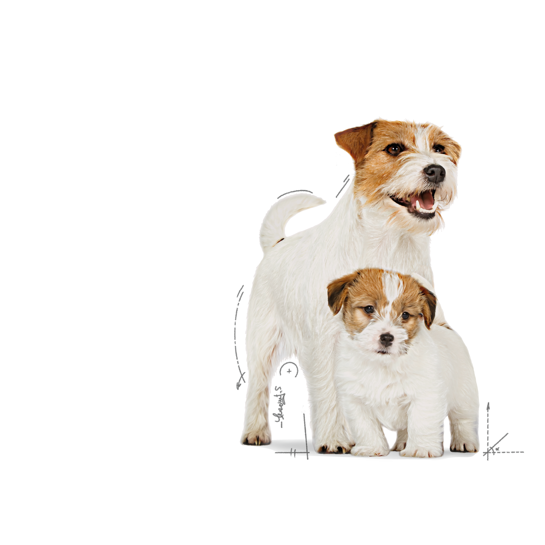 Royal Canin Starter Mother & Babydog 195 g för hundar