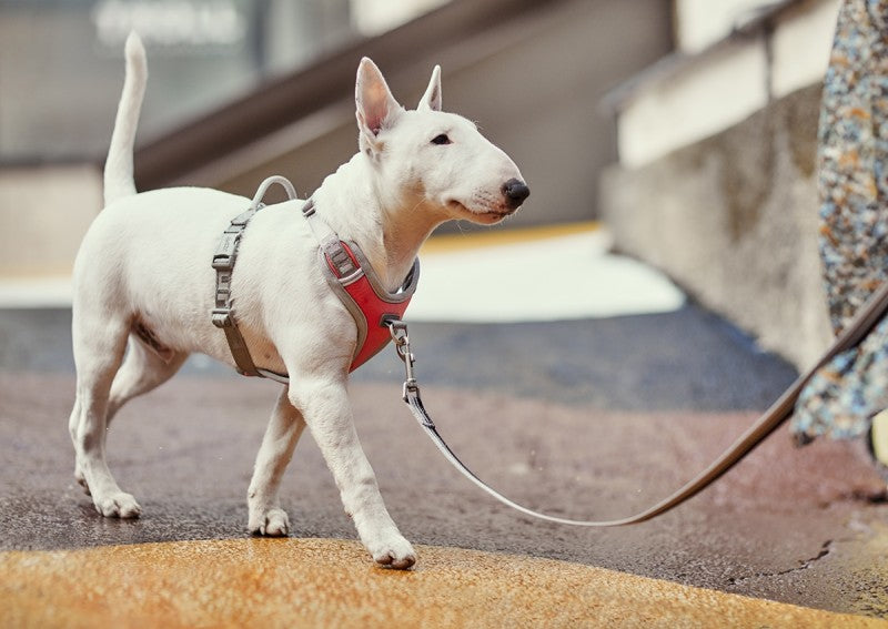Hurtta Venture No-Pull Hundsele Grå 80–100