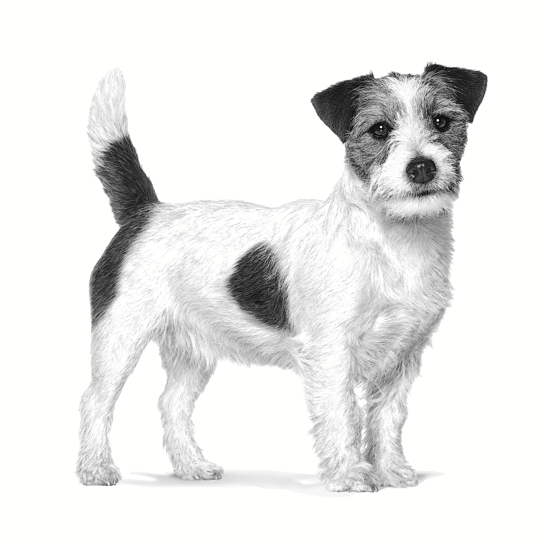 Royal Canin Veterinary Diets Health Management Calm torrfoder för hund 4 kg