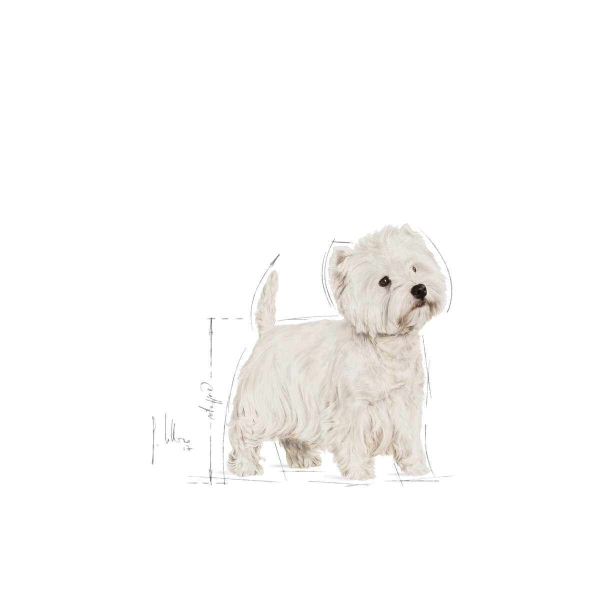 Royal Canin West Highland White Terrier Adult dry dog food 3 kg