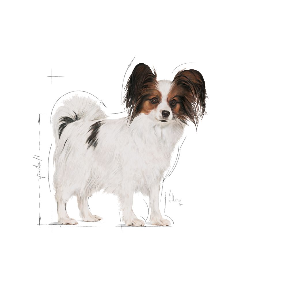 Royal Canin X-Small Adult 3 kg för hundar