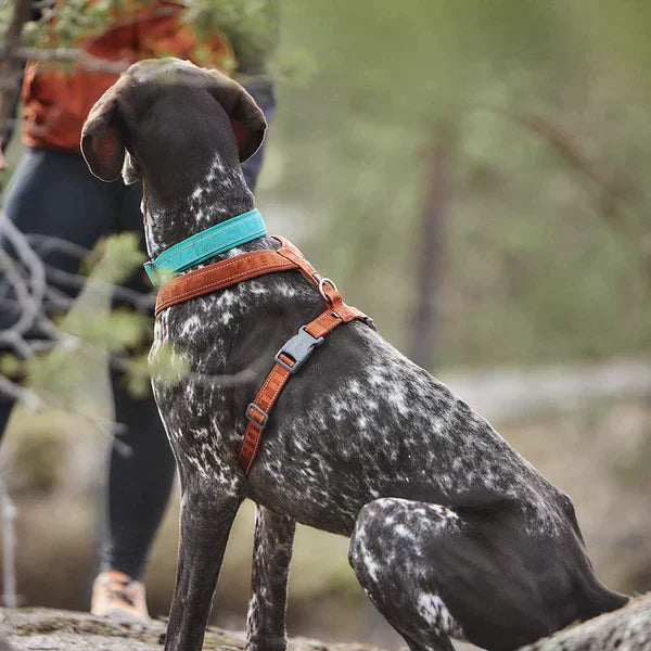 Hurtta Casual Y-hundsele ECO turkos 90–100 cm