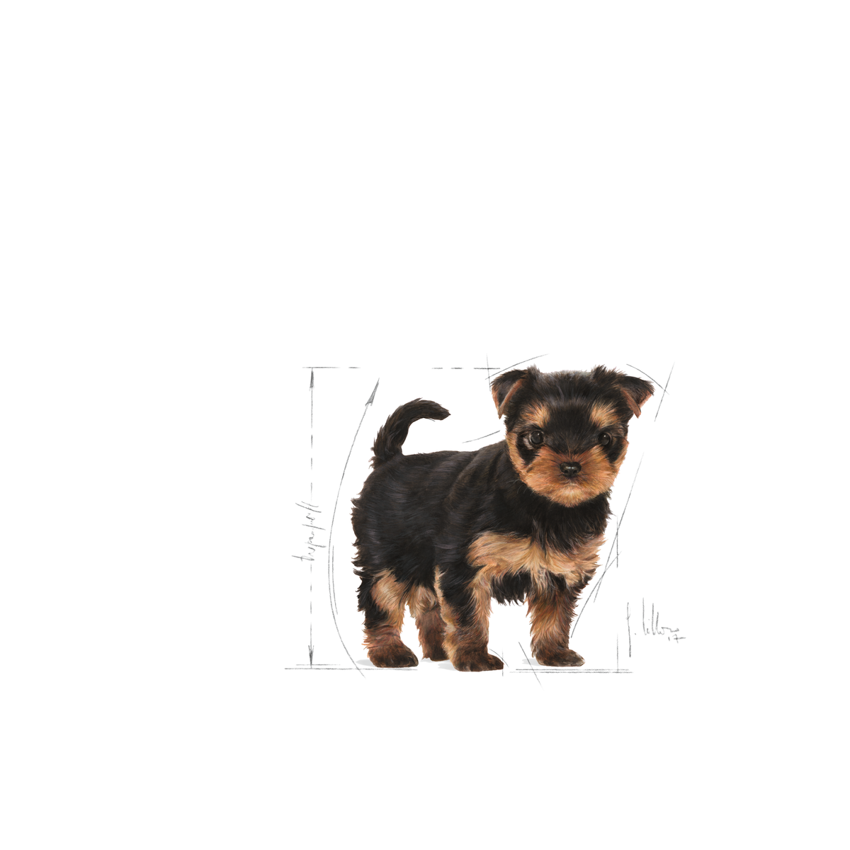 Royal Canin West Yorkshire Terrier Puppy dry dog food 1,5 kg