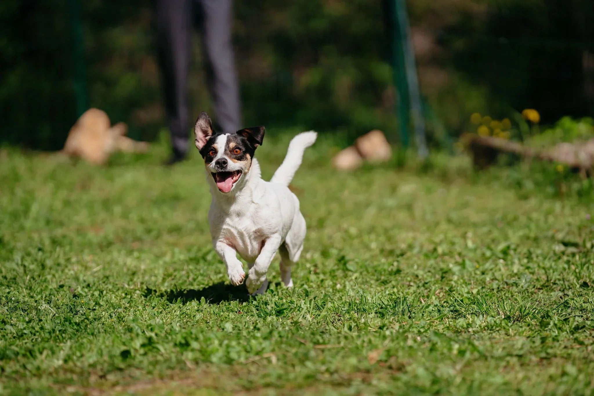 How to help your dog lose weight safely: expert advice on dog weight management