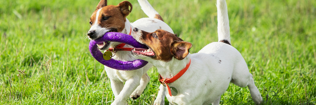 Skin Problems in Dogs and Cats – Causes, Diagnosis, and Treatment