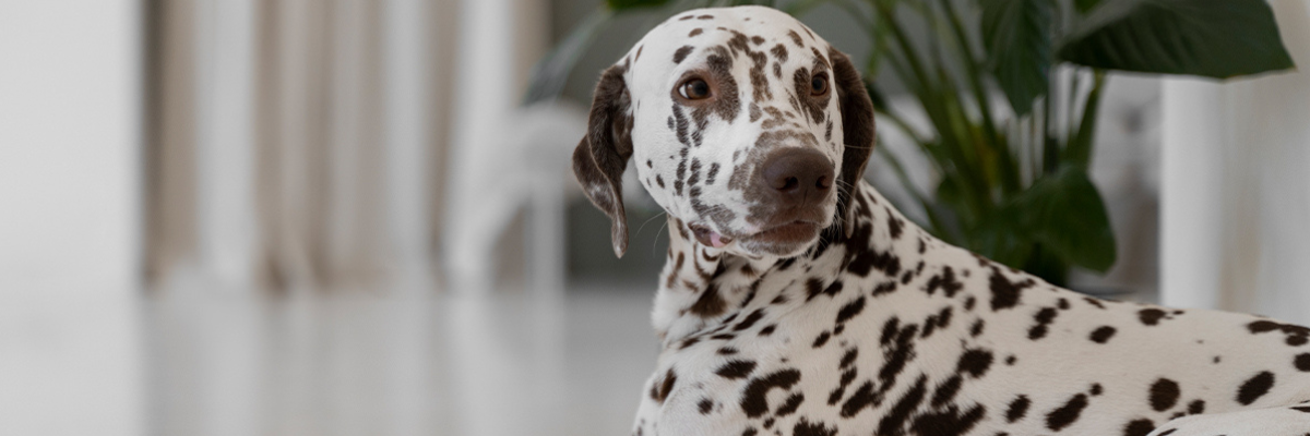 Epilepsy in dogs