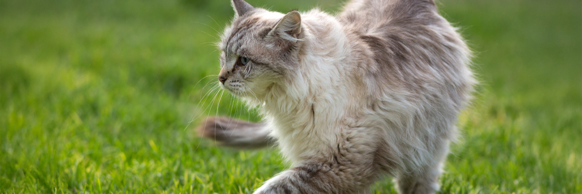 Is your older cat suddenly drinking and urinating a lot? – Important symptoms of kidney failure in cats