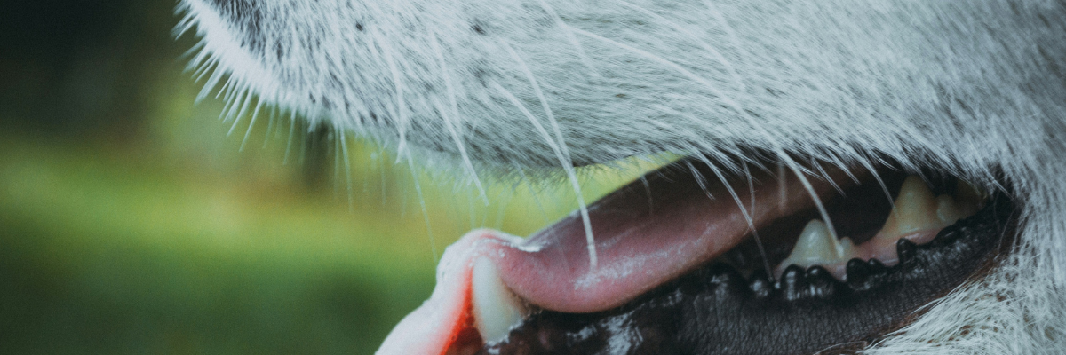 Your pet's oral health is key for its overall wellbeing