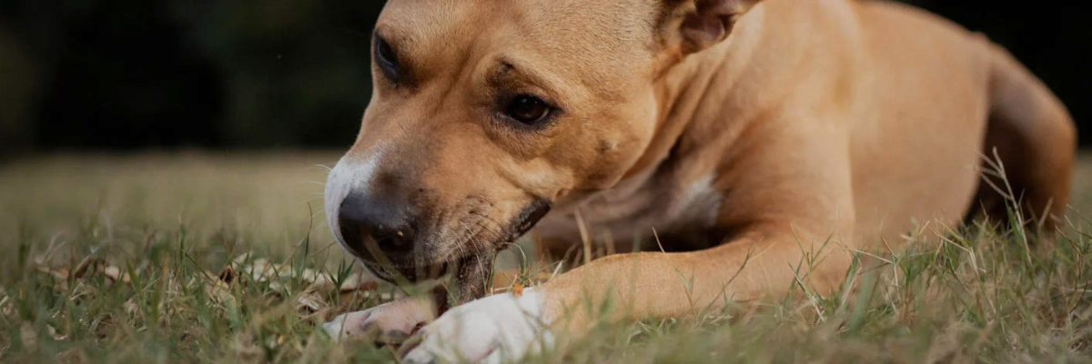 Dental chews: Expert tips for choosing the right chew